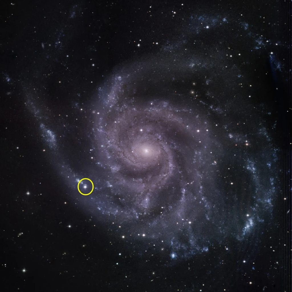 Ursa Major Illuminates: Supernova Explodes in Neighboring Pinwheel Galaxy